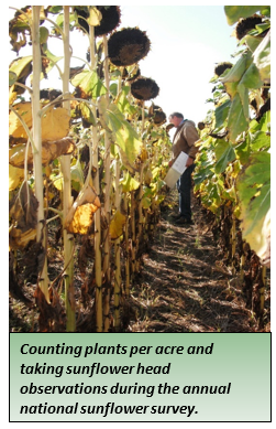 Counting plants per acre and taking sunflower head observations during the annual national sunflower survey.png