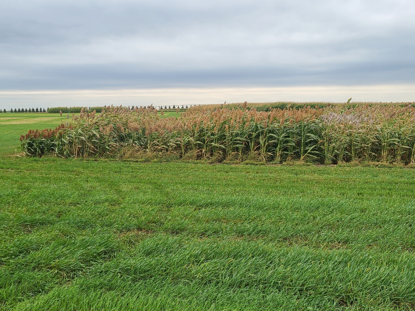 Sorghum variety trial