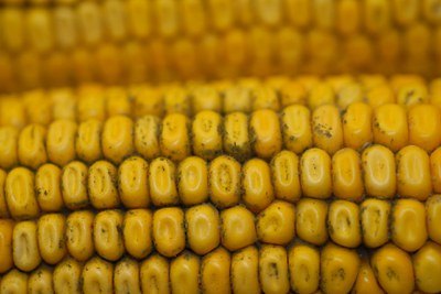 mold on a corn cob