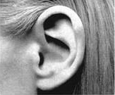 close up of an ear