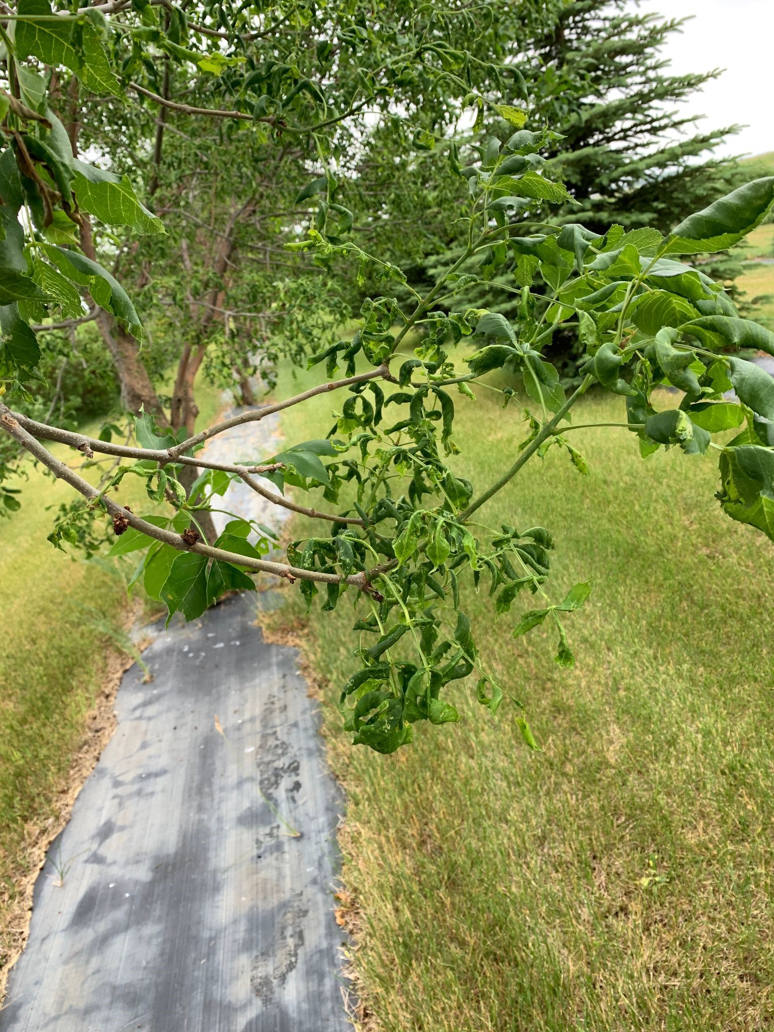 Tree leaves curled 