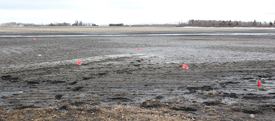 Saline-sodic field