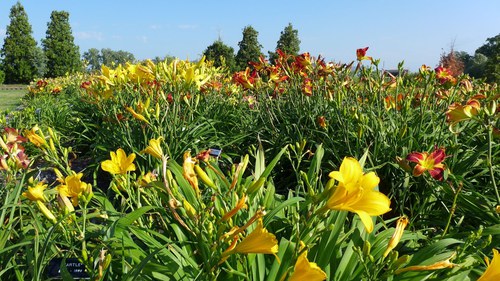 Flowers in the Daylily Display Gardens at the NDSU Horticulture Research & Demonstration Gardens