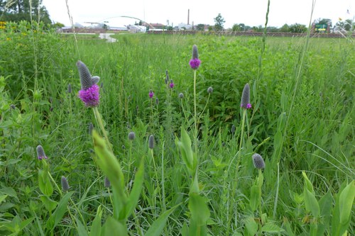 Plants in the Meadow Garden at the NDSU Horticulture Research & Demonstration Gardens