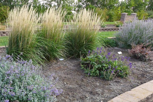 Perennials named ‘Perennial Plant of the Year’ bloom in a bed at the NDSU Horticulture Research & Demonstration Gardens.