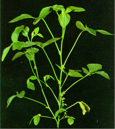 soybean plant with pods