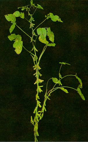 Soybean R7 stage