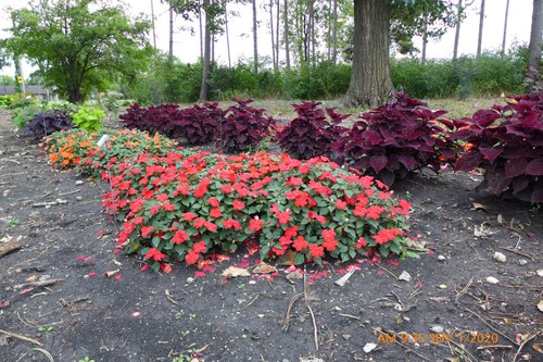 Plants in the Shade Area at the NDSU Horticulture Research & Demonstration Gardens