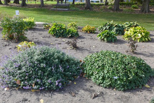 Plants from an area that receives both sun and shade at the NDSU Horticulture Research & Demonstration Gardens