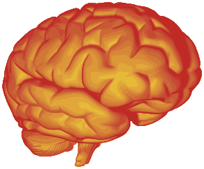 graphic of a human brain