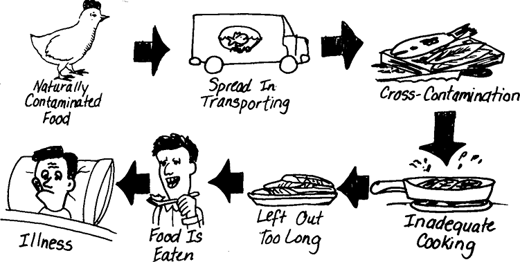 drawing showing how salmonella goes from microorganism to an illness