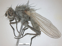 seed corn maggot