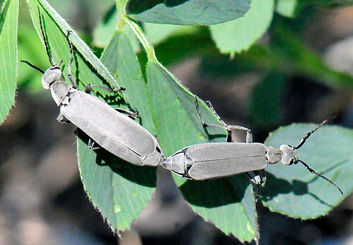 Blister beetles mating on a leaf
