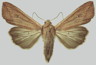 armyworm adult