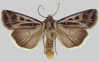 dingy cutwood adult