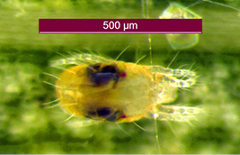 two-spotted spider mite