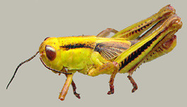 grasshopper nymph