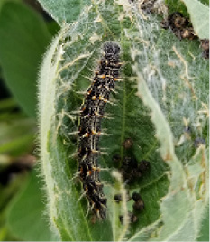 thistle caterpiller