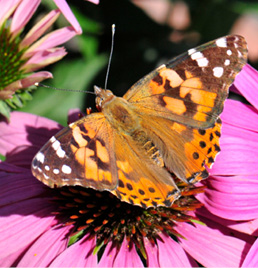 painted lady butterfly