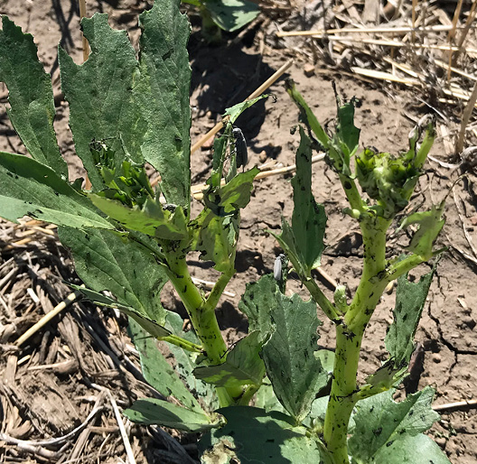 Ash gray beetles on faba bean plant