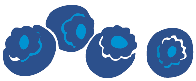 drawing of four blueberries