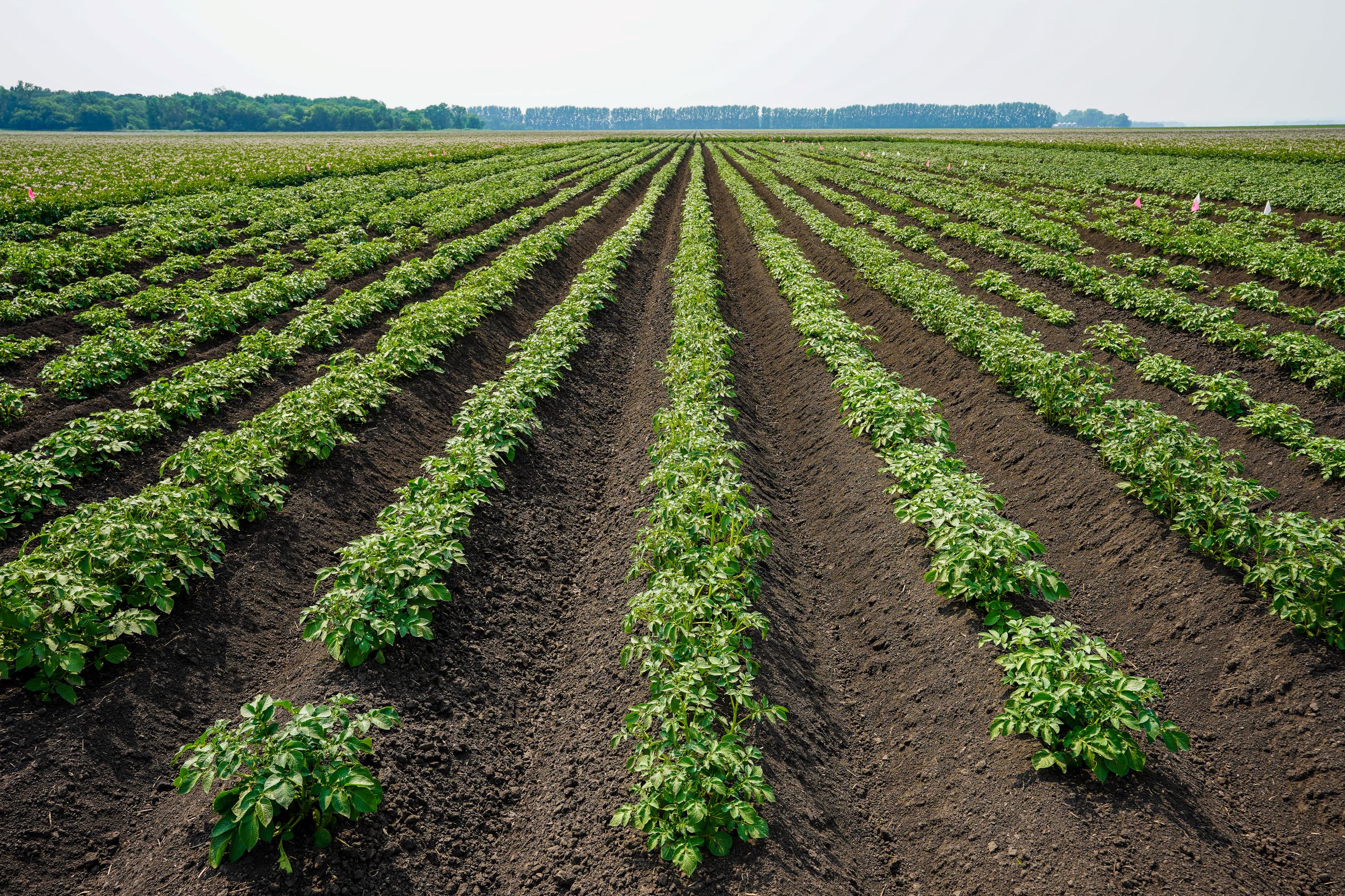 rows of potato plants