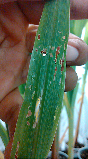 corn leaves with holes 