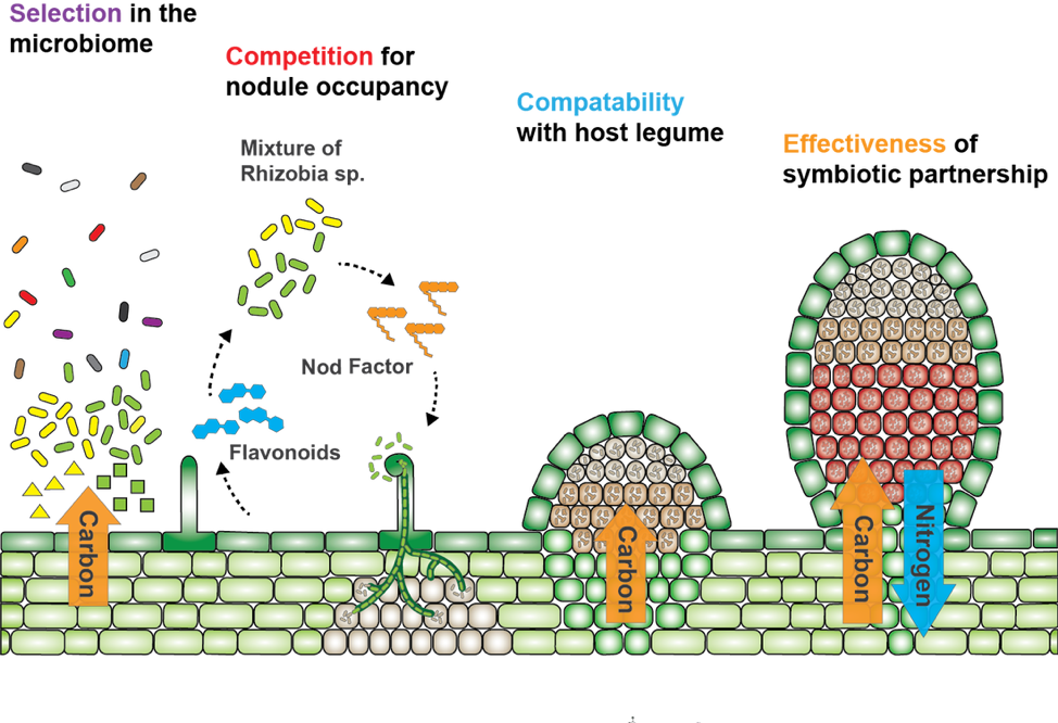 Figure describing how plants select their microbiota, competition for nodule occupancy, host-legume compatibility, and symbiotic partnership effectiveness.