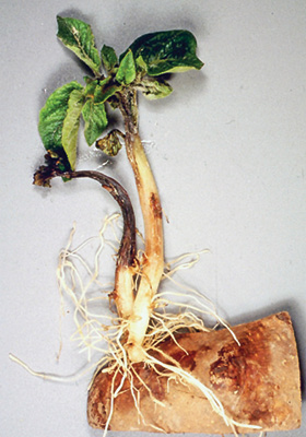 Figure 11.