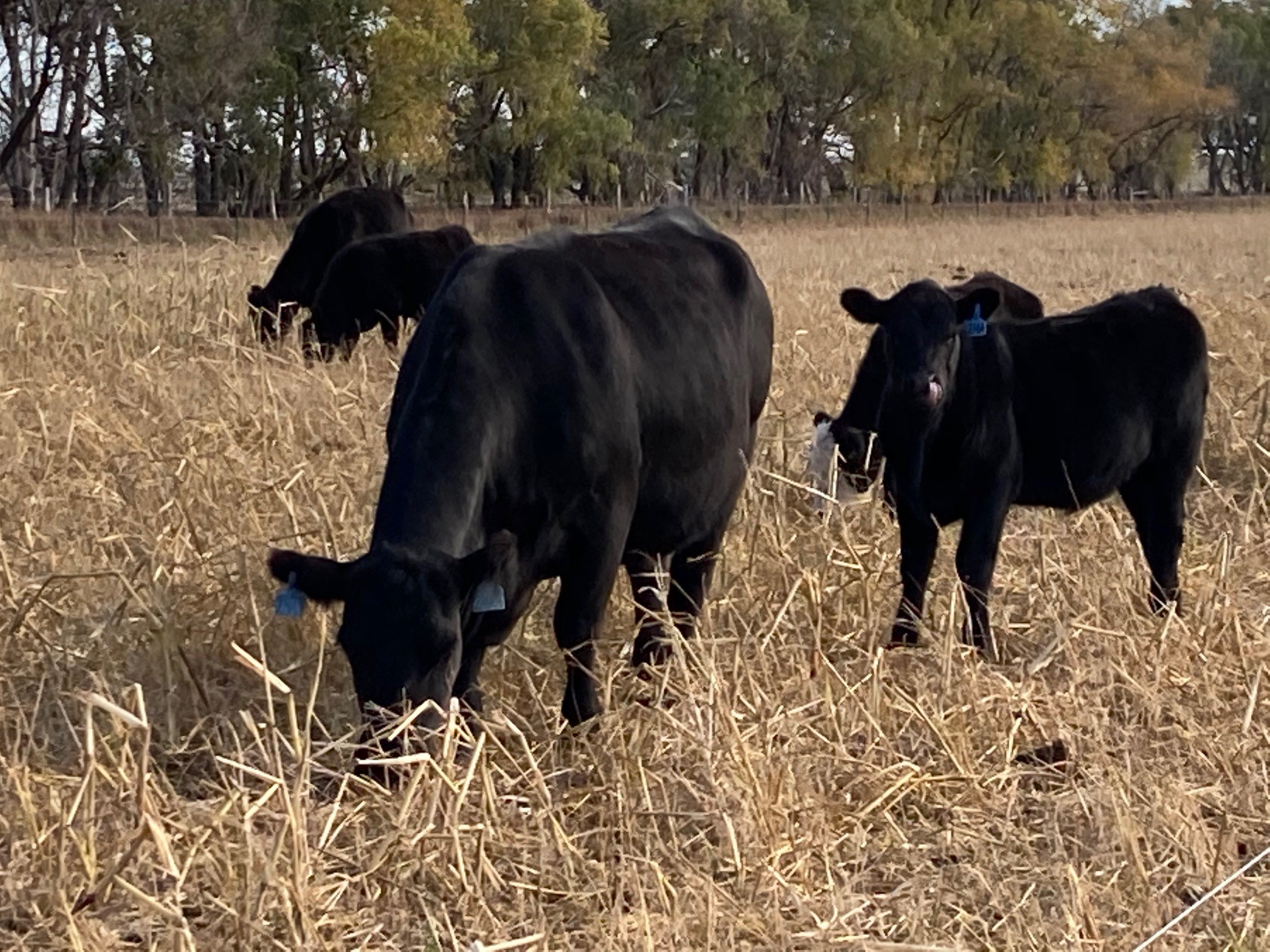 Beef Cattle