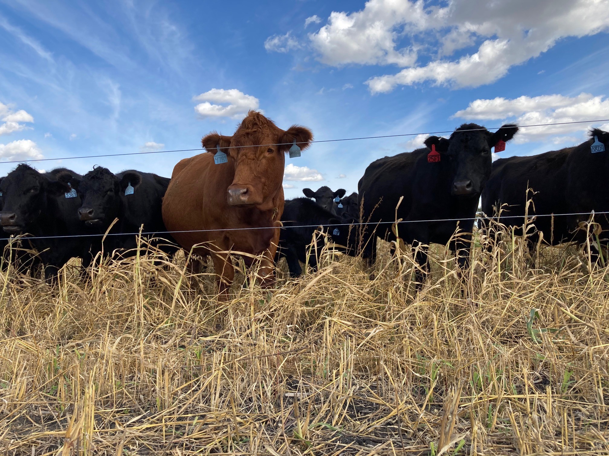 Beef Cattle
