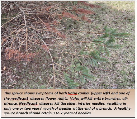 This spruce shows Valsa canker (upper left) and needlecast (lower right). Valsa kills entire branches; needlecast kills older needles, leaving 1-2 years.