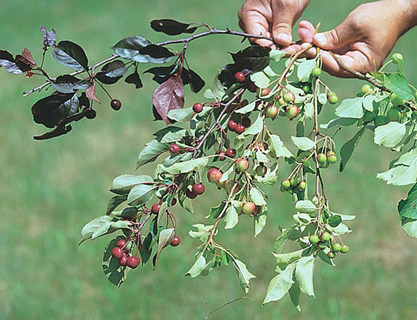Apple Trees