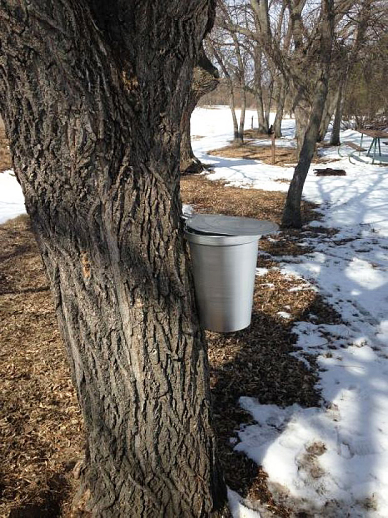 Boxelder Tree