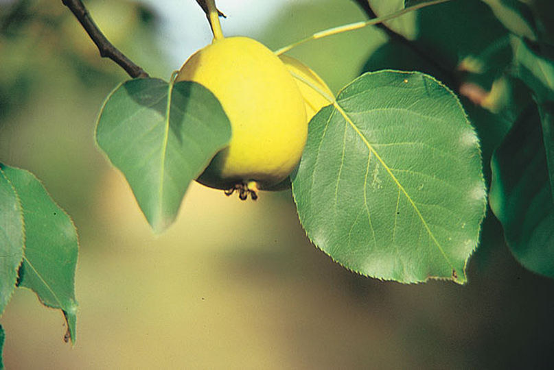 Harvin Pear