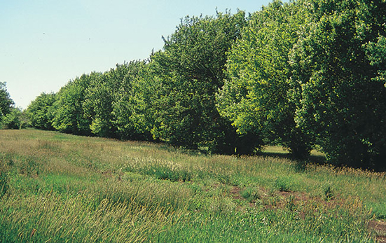Pear Tree