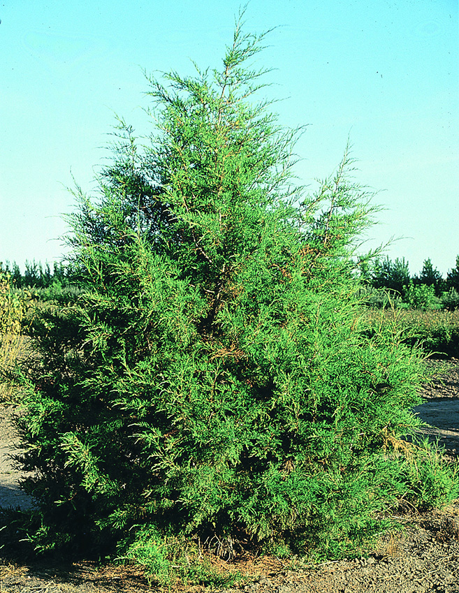 Juniper 