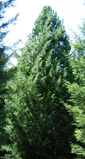 Swiss Stone Pine
