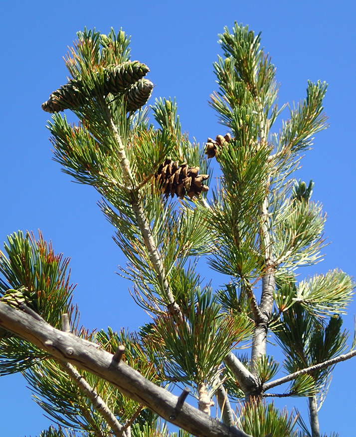 Stone Pines