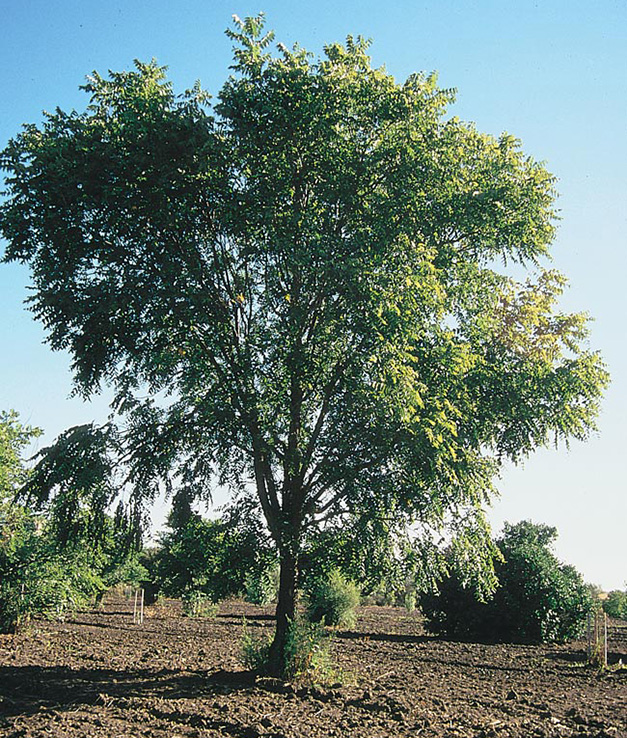 Black Walnut