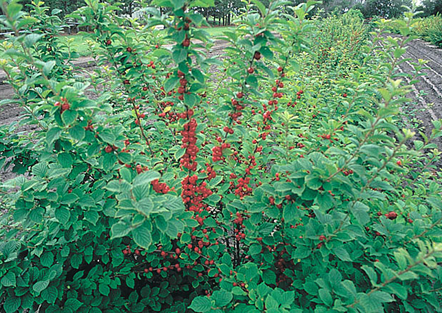 Nanking Cherry