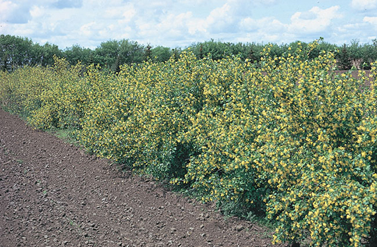 Golden Currant
