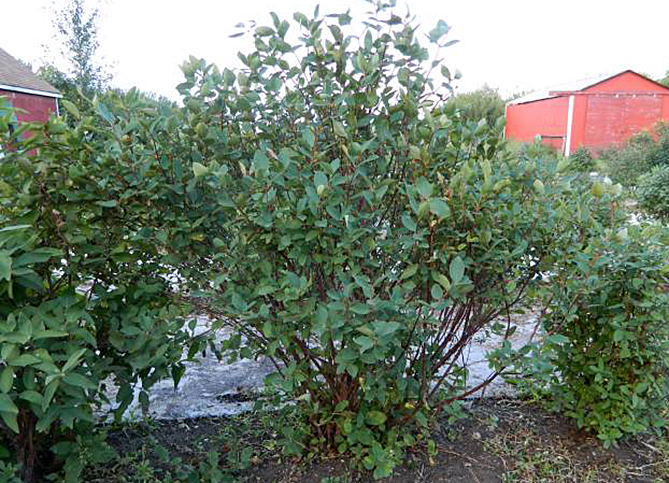 Honeyberries