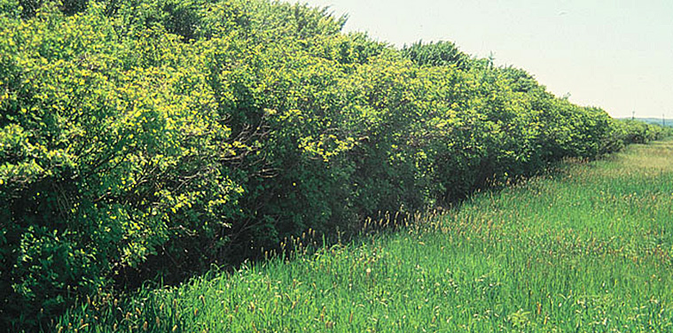 Juneberries