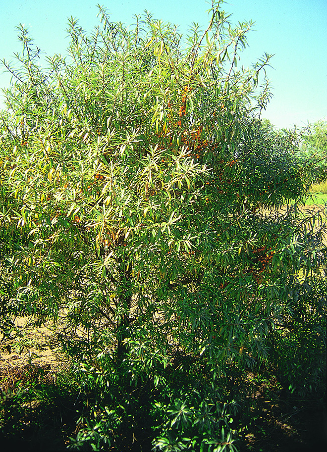 Seaberry