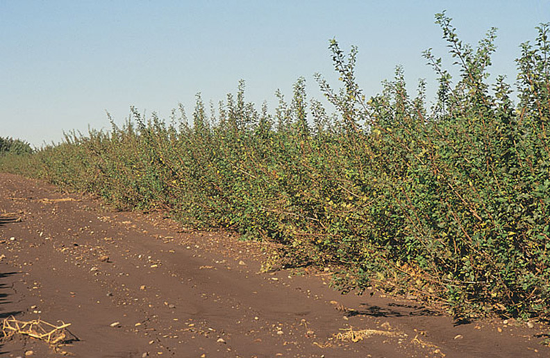 Sumac