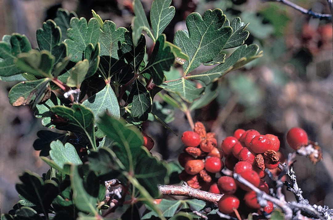 Sumac