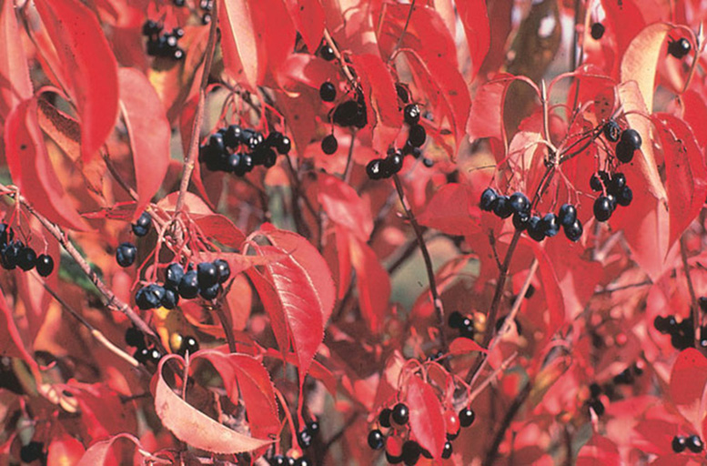 Viburnum