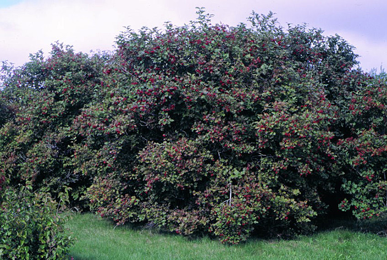 Viburnum