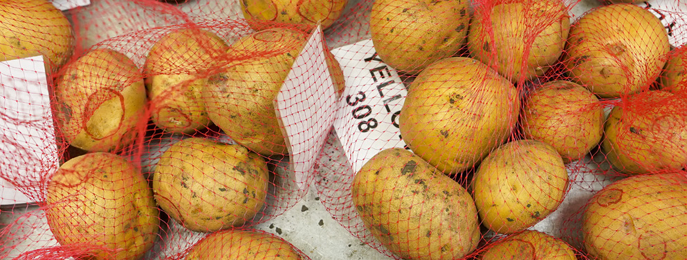 Potato